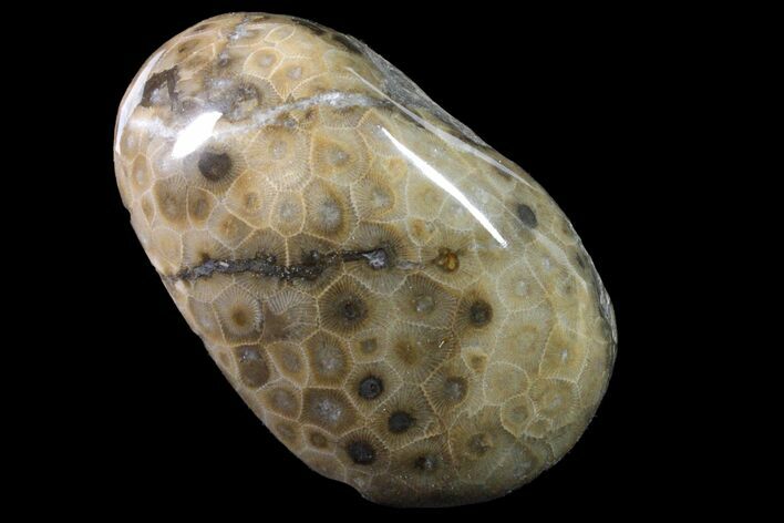 Polished Petoskey Stone (Fossil Coral) - Michigan #162062